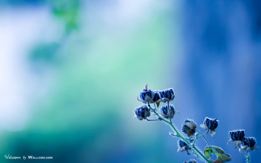 459563 (a): :1680x1050